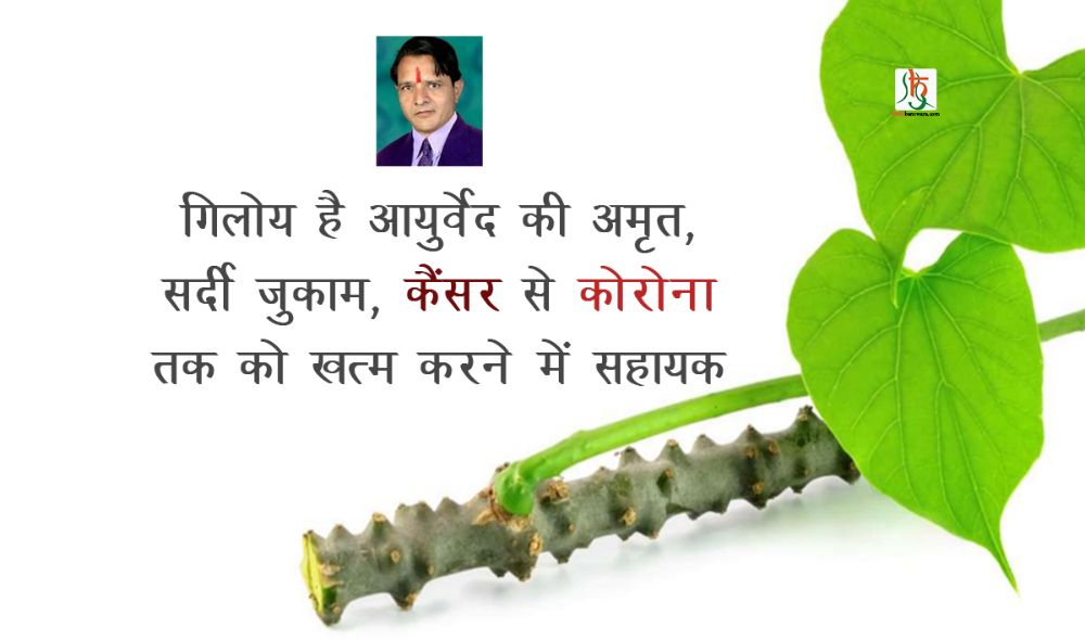 गिलोय है आयुर्वेद की अमृत – सर्दी जुकाम, कैंसर से कोरोना तक को खत्म करने में सहायक
